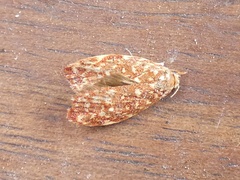 Syringoseca rhodoxantha