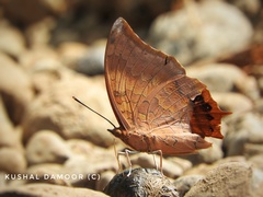 Charaxes psaphon imna