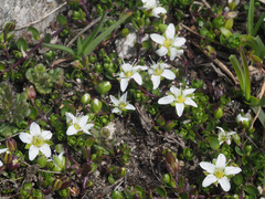 Arenaria biflora