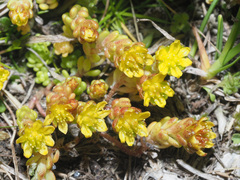 Sedum alpestre