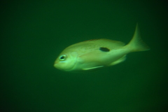 Caesioperca lepidoptera