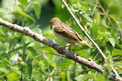 Ploceus melanocephalus