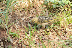 Ploceus melanocephalus