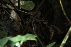 Hapsidophrys lineatus