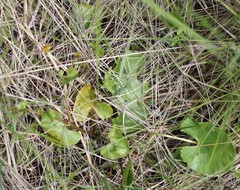 Caltha sibirica