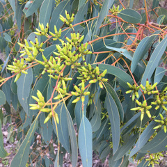 Eucalyptus interstans
