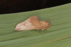 Rhapigia accipiter