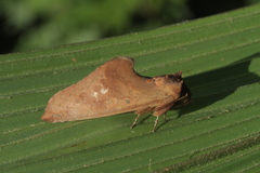 Rhapigia accipiter