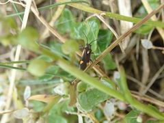 Capsodes sulcatus