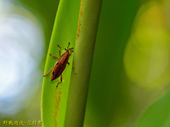 Sphenocorynes kosempoensis