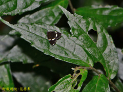 Alampla arcifraga