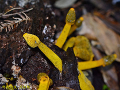 Phallus flavocostatus