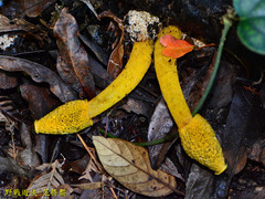Phallus flavocostatus