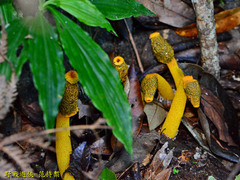 Phallus flavocostatus