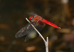 Aethriamanta circumsignata