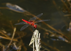 Aethriamanta circumsignata