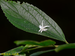 Ricania quadrimaculata