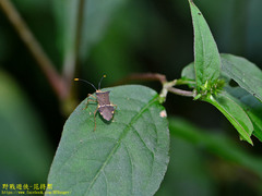 Cletomorpha