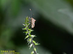 Cletomorpha