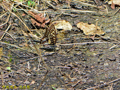 Graphium doson postianus