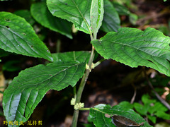 Paraphlomis javanica