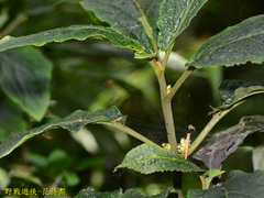 Paraphlomis javanica