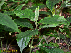 Paraphlomis javanica