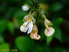Calanthe alismifolia