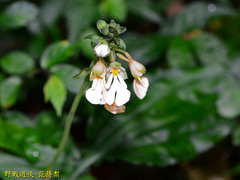 Calanthe alismifolia
