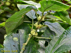 Paraphlomis javanica