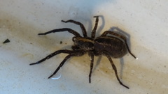 Schizocosa malitiosa