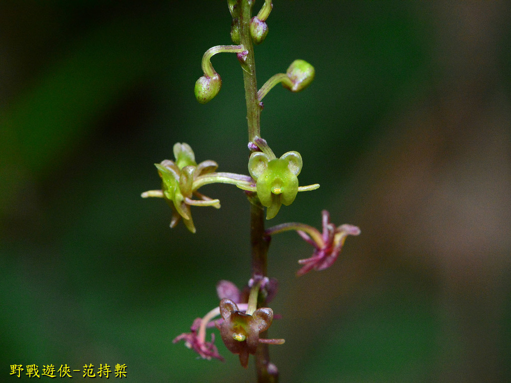 Crepidium matsudae