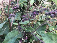 Arctium tomentosum