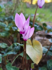 Cyclamen persicum