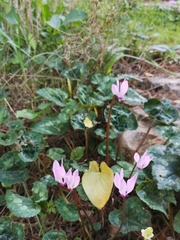 Cyclamen persicum