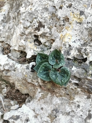 Cyclamen persicum