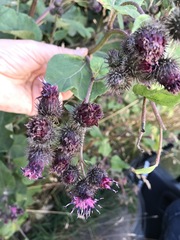 Arctium tomentosum