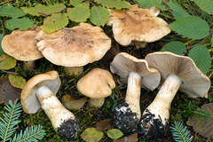Cortinarius olidus