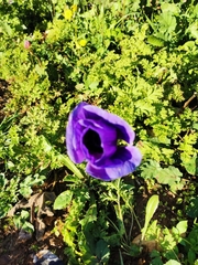 Anemone coronaria
