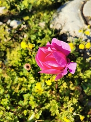 Anemone coronaria