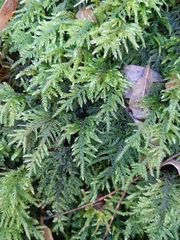 Thamnobryum