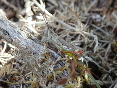 Chorthippus binotatus