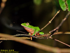 Zhangixalus aurantiventris