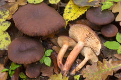Lactarius serifluus