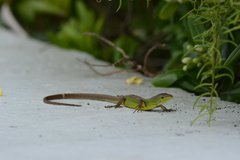 Takydromus septentrionalis