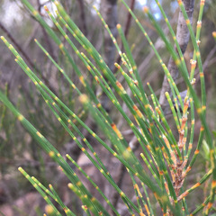 Allocasuarina rupicola