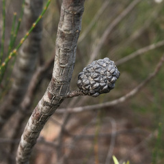Allocasuarina rupicola
