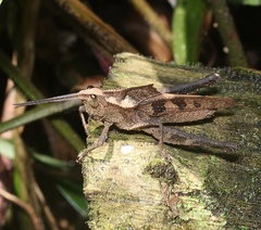 Colpolopha praemorsa