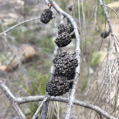 Allocasuarina rupicola