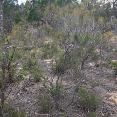 Allocasuarina rupicola